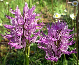 Naked Man Orchids a - Orchis italica © John Muddeman
